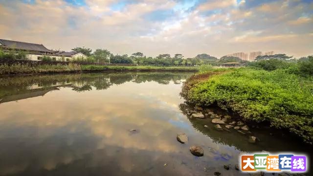 大亚湾红树林湿地公园