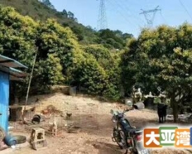 果园出售占地面积约60亩，永久使用权